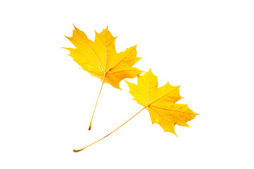 Two yellow leaves. Bright colorful autumn leaves. nature