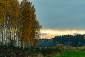Fototapeta premium yellow orange birch forest, cloudy october evening sky, green moved meadow or pasture, coniferous forest in distance