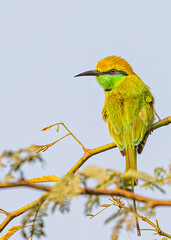 Green Bee Eater sitting on a tree