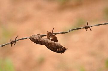 Old and rusty barbed wire image.