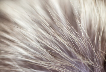 Black fox fur close up. Background of gray animal fur chinchilla, texture of fur pile. Eco-wool, eco-leather artificial fur.