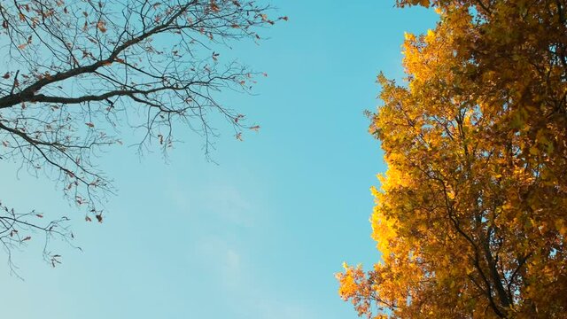Turned yellow leaves swaying  by the wind in a village. The leaf fall in the autumn season: rare sun rays, foliage falling off trees and getting cold weather. Clear blue cky. Leaves came off one trss