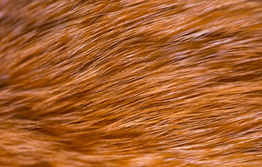 Fox fur close up. Redhead animal fur background, fur pile texture. Eco-wool, eco-leather artificial fur.