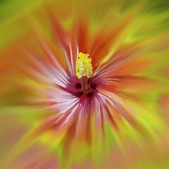 exotic flower