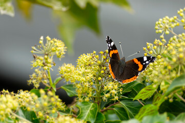 Red admiral butterfly (Vanessa Atalanta) with open wings perched on hedge (hedera helix) in Zurich,...
