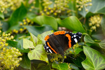 Red admiral butterfly (Vanessa Atalanta) with open wings perched on hedge (hedera helix) in Zurich, Switzerland