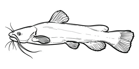 Hand-drawn Catfish. Black and white. Vector sketch of a fish isolated on a white background.