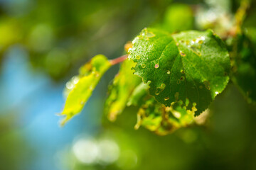 Aphid close up on a green leaf. Crop harvests, insecticidal treatment. Damaged plant leaves,...