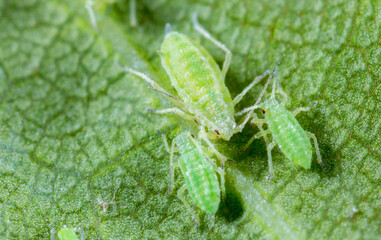 Aphid close up on a green leaf. Crop harvests, insecticidal treatment. Damaged plant leaves,...