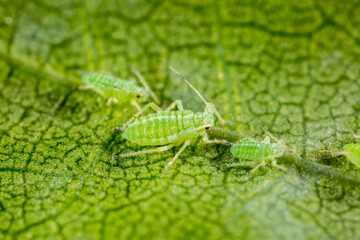 Aphid close up on a green leaf. Crop harvests, insecticidal treatment. Damaged plant leaves, devouring. Copy space