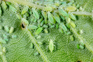 Aphid close up on a green leaf. Crop harvests, insecticidal treatment. Damaged plant leaves,...