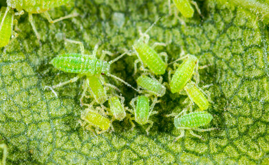 Aphid close up on a green leaf. Crop harvests, insecticidal treatment. Damaged plant leaves,...