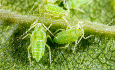 Aphid close up on a green leaf. Crop harvests, insecticidal treatment. Damaged plant leaves,...