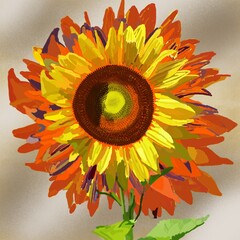 sunflower gray background