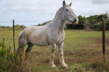 Naklejka na ściany i meble Beautiful white stallion on a farm in South Africa