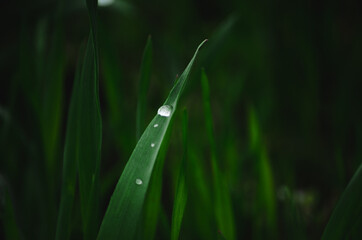 Green grass with rain drops in garden. Dark and contrast colours