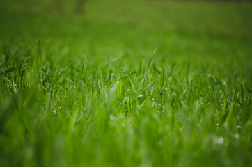 Green grass background in field