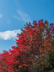 Vibrant fall foliage tree against beautiful sky