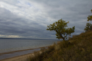 tree on the beach