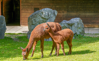 Alpaka mit jungen auf der wiese