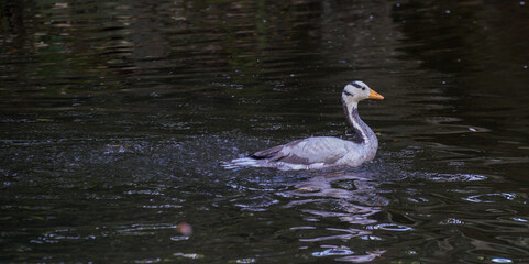 Eine Gans im Wasser