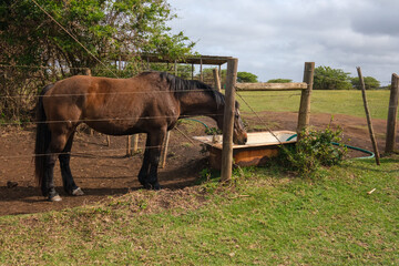 Fototapeta na wymiar Beautiful stallion, horses in the farmlands of Southern Africa