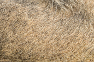 Full frame of dog hair fur texture