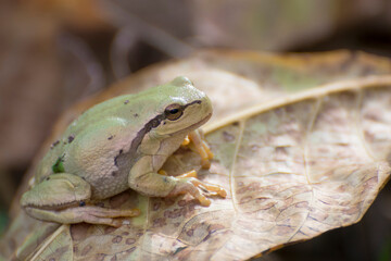 The European tree frog sits on a dry leaf.