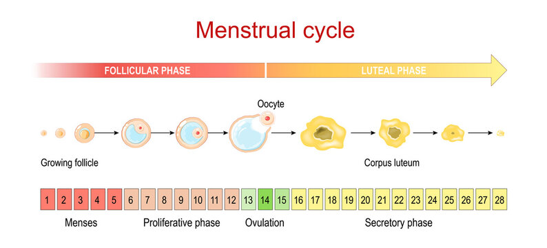 Menstrual cycle. menses and Proliferative phase, Ovulation and Secretory phase.