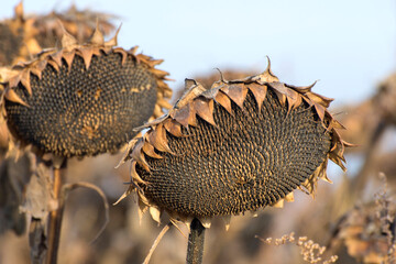 Dry sunflowers with full heads of seeds. Ripened sunflowers ready for harvesting in agricultural field.