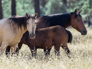 Wild horses grazing in the forest in Northern Arizona