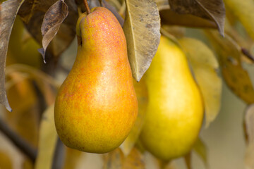 Pear fruits on a branch close-up. Picking ripe pears in the orchard in autumn. Fruit for jam and...