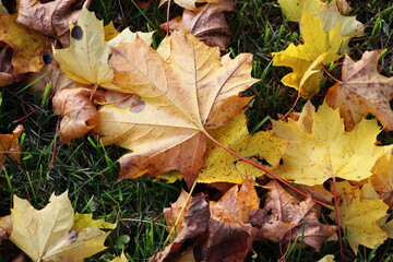 Autumn leaves background. Colorful backround image of fallen autumn leaves perfect for seasonal use.