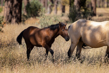 Wild horses grazing in the forest in Northern Arizona