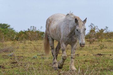 A white horse walking in the Nature