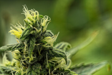 Detail of the bud of a Skunk cannabis plant