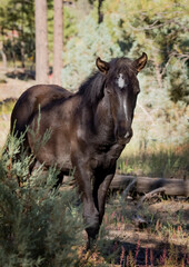 Wild horses grazing in the forest in Northern Arizona