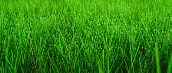 Close up of fresh thick grass in the early morning,
