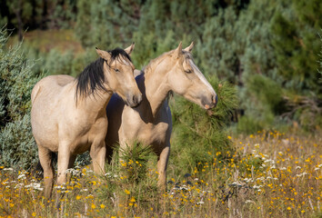 Fototapeta premium Wild horses grazing in the forest in Northern Arizona