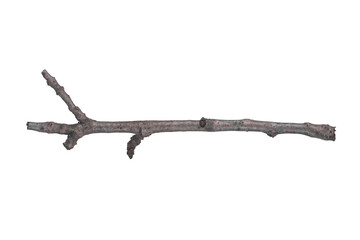 Obraz premium Branch of a tree isolated on a white background.