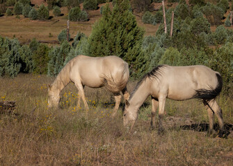 Fototapeta premium Wild horses grazing in the forest in Northern Arizona