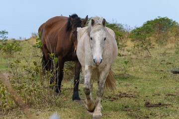 Brown and white horses run in the wild