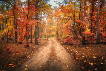 Landweg in herfstbos in mist. Rood mistig bos met sleep. Kleurrijk landschap met prachtige betoverde bomen met oranje en rode bladeren in de herfst. Mystieke bossen in oktober. Bos. Natuur