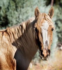 Wild horses grazing in the forest in Northern Arizona