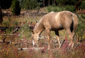 Obraz na płótnie Canvas Wild horses grazing in the forest in Northern Arizona