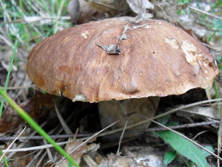 big boletus hat in the forest