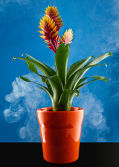 Potted Vriesea Bromelia Standard flower in full bloom shot against a beautiful blue background with smoke floating around