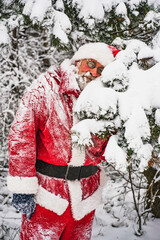Santa Claus lies on a fir branch covered with snow.