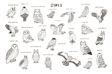 Owls birds wildlife line animals vector illustrations set