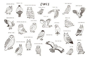 Obraz premium Owls birds wildlife line animals vector illustrations set